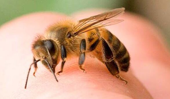 Čebelji piki - ekstremen način za povečanje falusa